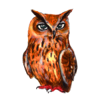 日替わりフクロウ