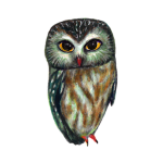 日替わりフクロウ