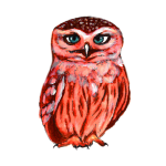日替わりフクロウ