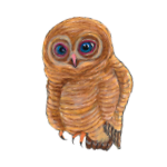 日替わりフクロウ