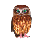 日替わりフクロウ