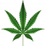 11月26日、大麻取締法改正法と使用罪の新設をテーマに、刑事司法未来が第２回ティーチインを開催